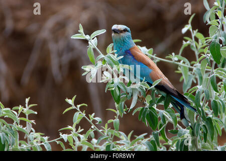 Rullo comune (garrulus Coracis) arroccato in una bussola, Bagerova steppa, penisola di Kerch, Crimea, Ucraina, Luglio 2009 Foto Stock