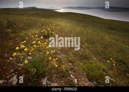 Bagerova steppa, penisola di Kerch, Crimea, Ucraina, Luglio 2009 Foto Stock