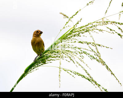 Bella a becco giallo (Seedeater Sporophila torqueola )femmina appollaiato su un ramo di albero Foto Stock