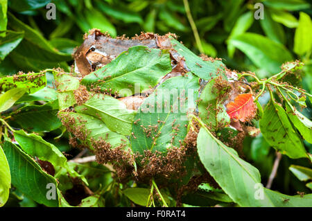 Esercito di formiche rosse costruire un nido di foglie Foto Stock