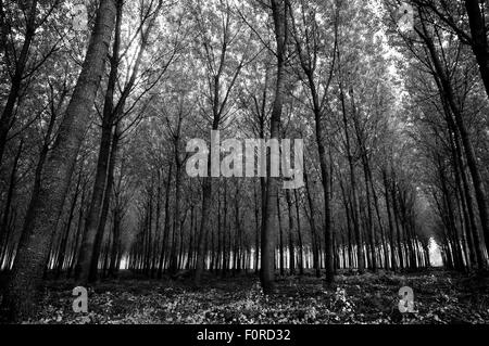 Oak Forest in herat della Toscana, Italia Foto Stock