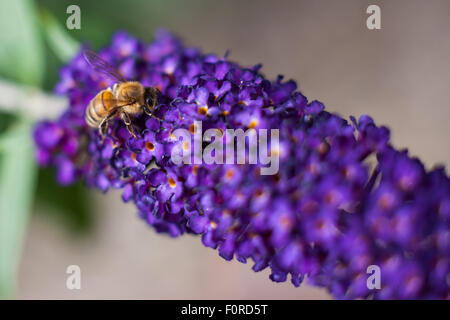 Un Ape su un Buddleia Foto Stock