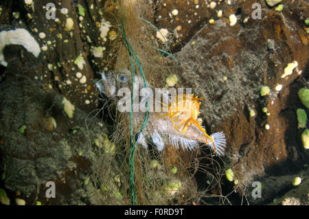 Lago Baikal, Siberia, Russia. 15 ottobre, 2014. Amphipod (Acanthogammarus victorii) mangiare pesce colto nel laccio - Bighead sculpin (Batrachocottus baicalensis), il lago Baikal, isola di Olkhon, Siberia, Russia, Eurasia © Andrey Nekrasov/ZUMA filo/ZUMAPRESS.com/Alamy Live News Foto Stock