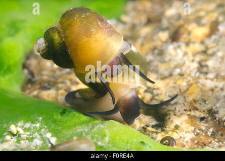 Ottobre 15, 2014 - Lago Baikal, Siberia, Russia - mollusco (Benedictia baicalensis) Lago Baikal, Siberia, Russia (credito Immagine: © Andrey Nekrasov/ZUMA filo/ZUMAPRESS.com) Foto Stock