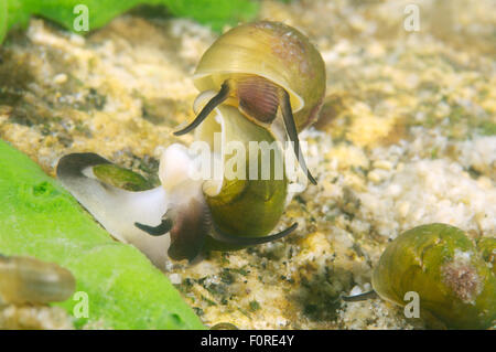 Ottobre 15, 2014 - Lago Baikal, Siberia, Russia - mollusco (Benedictia baicalensis) Lago Baikal, Siberia, Russia (credito Immagine: © Andrey Nekrasov/ZUMA filo/ZUMAPRESS.com) Foto Stock
