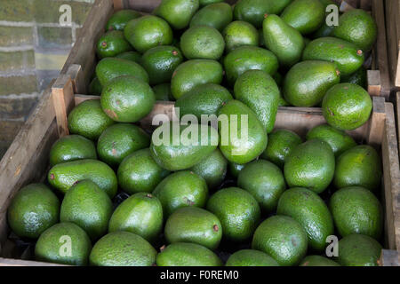 Gli avocadi per la vendita in scatole di legno su un mercato in stallo Foto Stock