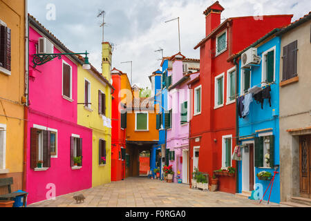 Gatto nel patio colorati sul Burano Venezia Italia Foto Stock