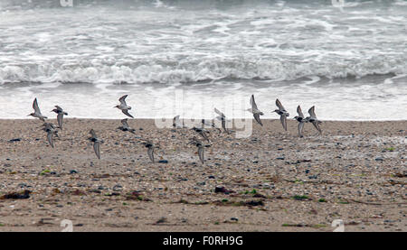 Gregge di Dunlin (Calidris alpina) in volo basso sopra la spiaggia di Marazion, Cornwall, Inghilterra, Regno Unito. Molti sono in estate piumaggio. Foto Stock