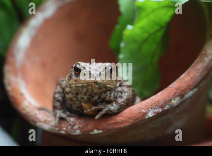 Il rospo comune Bufo bufo seduto in pentola floreale vista frontale Foto Stock