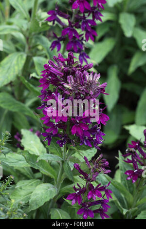 Lobelia x speciosa 'Hadspen viola' close up di fiore Foto Stock