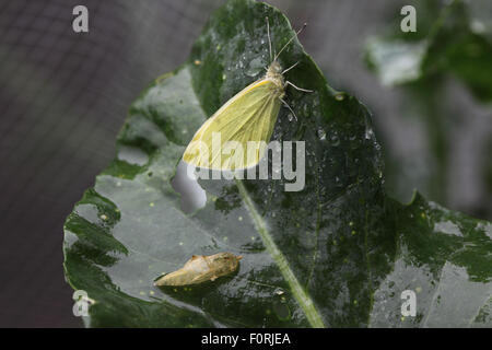 Sarcococca brassicae grande farfalla bianca tratteggiata di recente e la crisalide vuota sulla foglia di cavolo Foto Stock