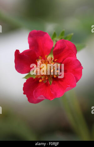 Fragaria x ananassa Tarpan 'F1' fragola close up di fiore Foto Stock