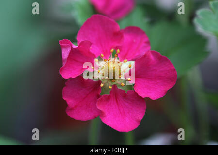 Fragaria x ananassa Tarpan 'F1' fragola close up di fiore Foto Stock