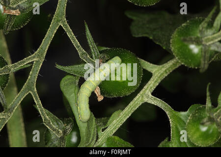 Laconobia oleracea linea luminosa occhio marrone alimentazione caterpillar su foglia di pomodoro di notte Foto Stock