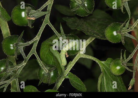 Laconobia oleracea linea luminosa occhio marrone alimentazione caterpillar su pomodoro verde durante la notte Foto Stock