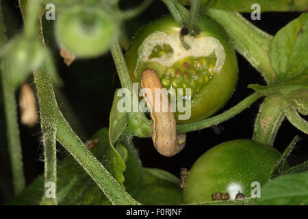 Laconobia oleracea linea luminosa occhio marrone alimentazione caterpillar su pomodoro verde durante la notte Foto Stock