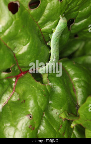 Autographa gamma y argento caterpillar alimentazione su chard di notte Foto Stock