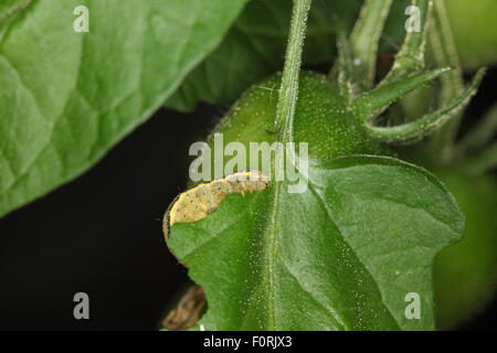 Laconobia oleracea linea luminosa occhio marrone alimentazione caterpillar su foglia di pomodoro Foto Stock