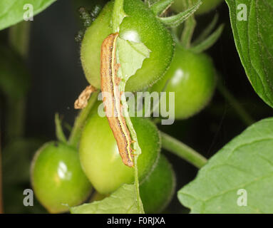 Laconobia oleracea linea luminosa occhio marrone alimentazione caterpillar su foglia di pomodoro Foto Stock