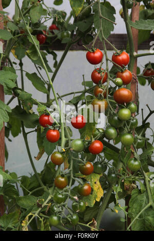 Lycopersicon esculentum pomodori maturazione sulla vite Foto Stock