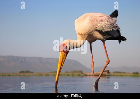 Cicogna Yellowbilled (Mycteria ibis), Zimanga riserva privata, KwaZulu-Natal, Sud Africa Foto Stock