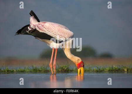 Cicogna Yellowbilled (Mycteria ibis), Zimanga riserva privata, KwaZulu-Natal, Sud Africa Foto Stock