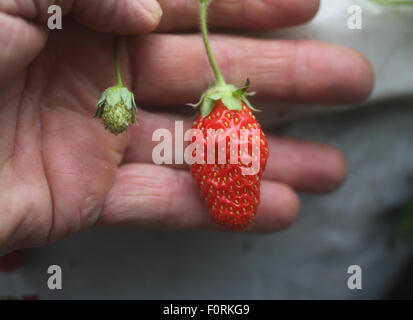 Fragaria ananassa Tarpan 'F1' Fragola close up di frutta matura Foto Stock