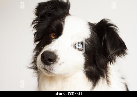 Bianco e nero Border Collie facendo una inclinazione testata Foto Stock