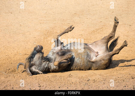 Comuni (blu) GNU (GNU) (Connochaetes taurinus) dustbathing, Mkhuze Game Reserve, KwaZulu-Natal, Sud Africa Foto Stock