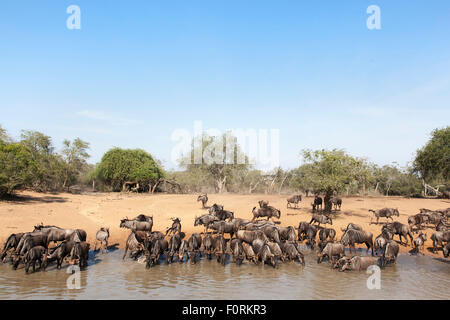 Comuni (blu) GNU (GNU) (Connochaetes taurinus), Mkhuze Game Reserve, KwaZulu-Natal, Sud Africa Foto Stock