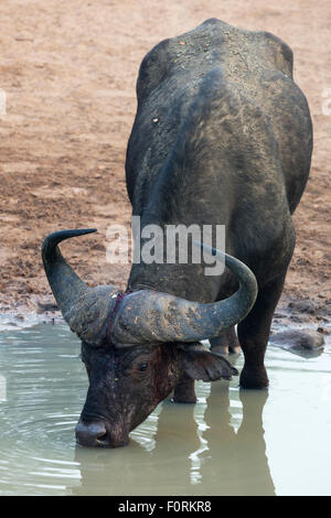 Bufali (Syncerus caffer) bere, Mkhuze Game Reserve, KwaZulu-Natal, Sud Africa Foto Stock