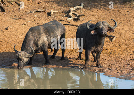 Bufali (Syncerus caffer) bere, Mkhuze Game Reserve, KwaZulu-Natal, Sud Africa Foto Stock