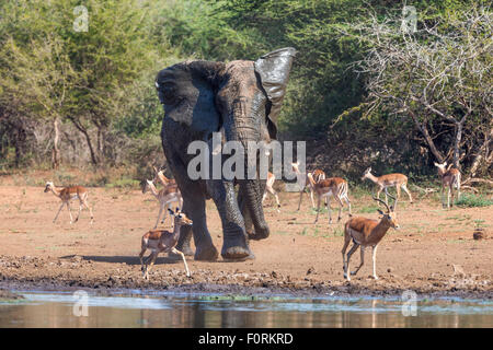 Elefante africano bull (Loxodonta africana), Kruger National Park, Sud Africa Foto Stock