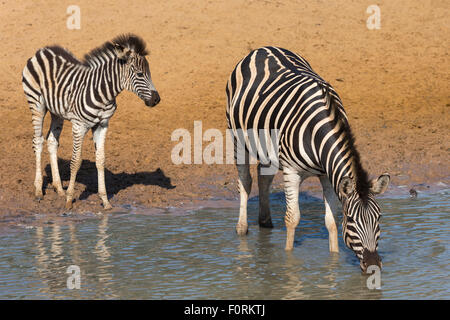 La Burchell (Pianura) zebra (Equus burchelli) bere, Mhkuze riserva naturale, KwaZulu-Natal, Sud Africa Foto Stock