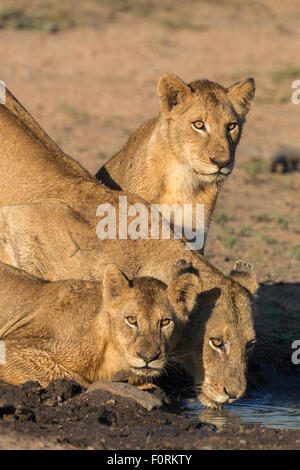 Leonessa (Panthera leo) con due lupetti, bere, Kruger National Park, Sud Africa Foto Stock