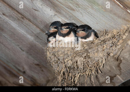 Unione barn swallow (Hirundo rustica) uccellini nel nido, Northumberland, Regno Unito, Foto Stock