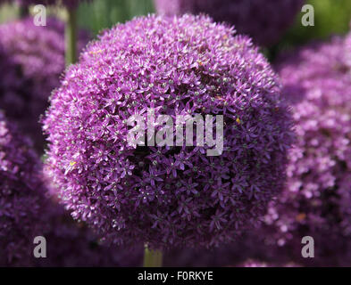 Allium "ambasciatore" close up di fiore Foto Stock