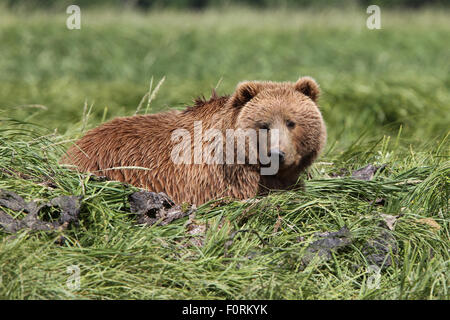 Kodiak orso bruno sul suo letto da giorno a Uyak Bay, isola di Kodiak, Alaska Foto Stock