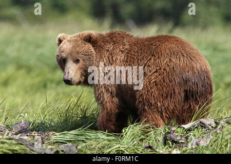 Kodiak Orso Bruno sorge dal suo letto da giorno a Uyak Bay, isola di Kodiak, Alaska Foto Stock