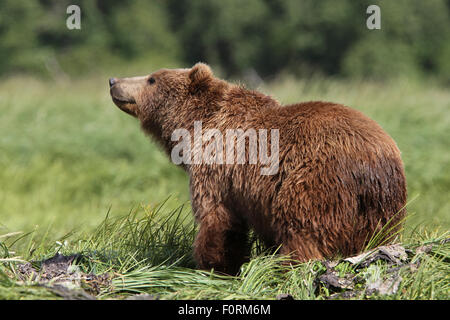 Kodiak Orso Bruno sorge dal suo letto da giorno a Uyak Bay, isola di Kodiak, Alaska Foto Stock