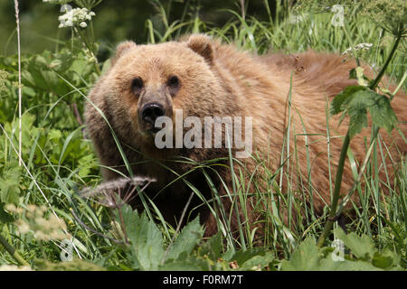 Kodiak orso bruno che appare attraverso il fogliame a Uyak Bay, isola di Kodiak, Alaska Foto Stock