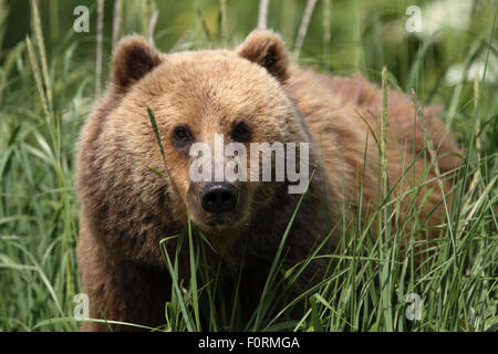 Kodiak orso bruno che appare attraverso il fogliame a Uyak Bay, isola di Kodiak, Alaska Foto Stock