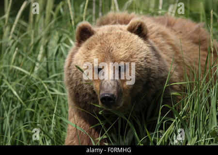 Kodiak orso bruno che appare attraverso il fogliame a Uyak Bay, isola di Kodiak, Alaska Foto Stock