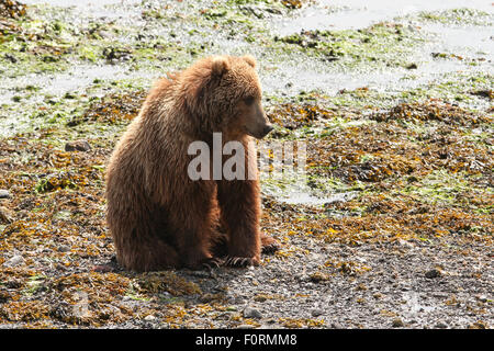 Kodiak Orso Bruno seduto sulla spiaggia di Baia Uyak, isola di Kodiak, Alaska Foto Stock