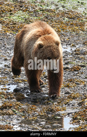 Kodiak orso bruno in esecuzione sulla spiaggia di Baia Uyak, isola di Kodiak, Alaska Foto Stock