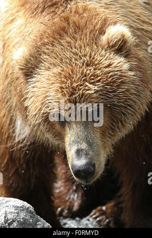 Kodiak Orso Bruno caccia che compaiono sulla spiaggia di Baia Uyak, isola di Kodiak, Alaska Foto Stock