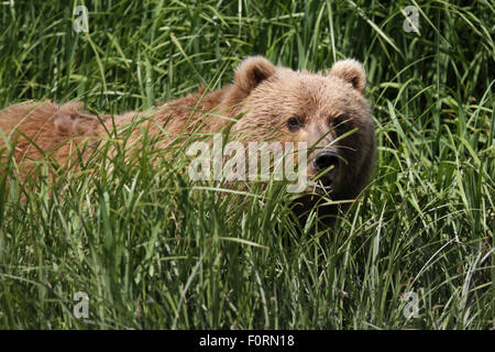 Kodiak orso bruno che appare attraverso il fogliame a Uyak Bay, isola di Kodiak, Alaska Foto Stock