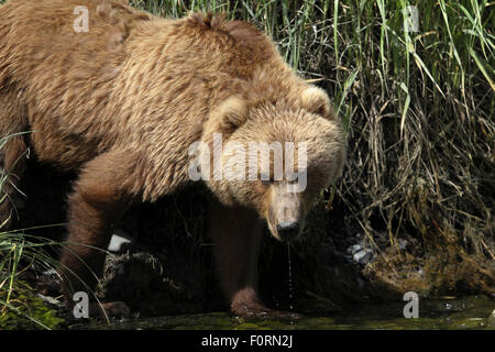 Kodiak Orso Bruno foraggio per il cibo in Uyak Bay, isola di Kodiak, Alaska Foto Stock