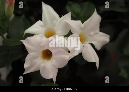 Mandevilla 'White Blush' close up di fiore Foto Stock