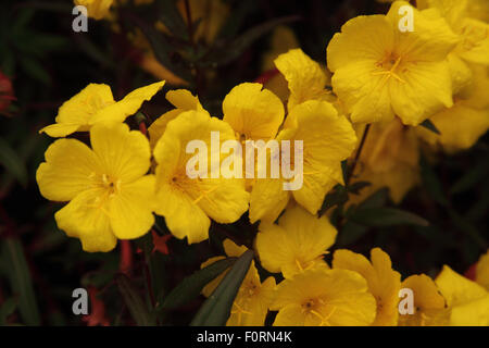 Oenothera fructicosa 'fuochi d'artificio' vicino di fiori Foto Stock